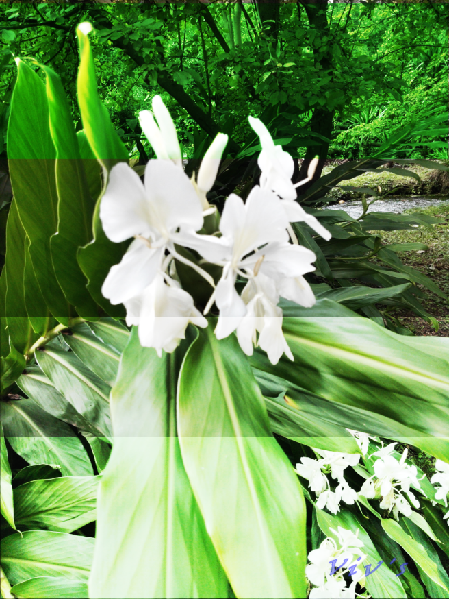 white flowers trio ninfa gardens